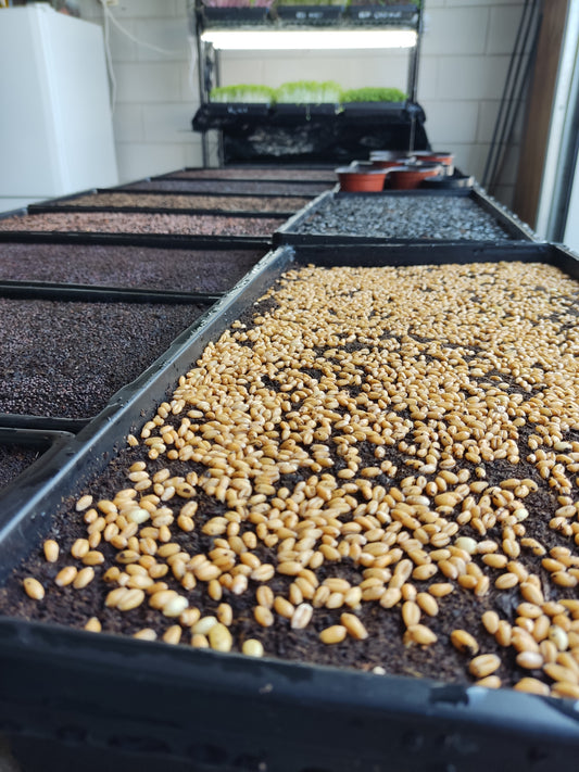 Greening the Future: Empowering Sustainable Microgreens Cultivation