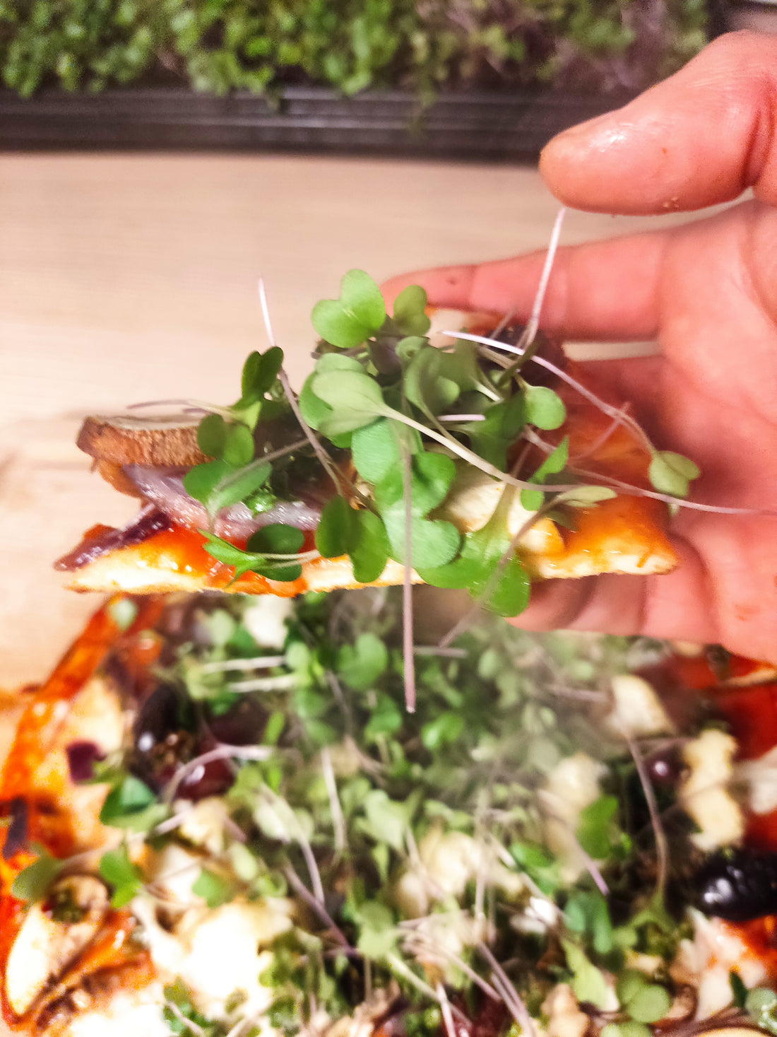 Homegrown Broccoli Microgreens: Zero-Emission Microgreens Harvest in Just 10 Days!