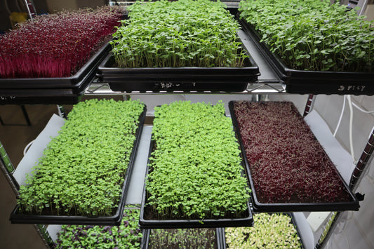Unlock Your Microgreens Business Potential: Why 1020 Trays Are the Ultimate Choice