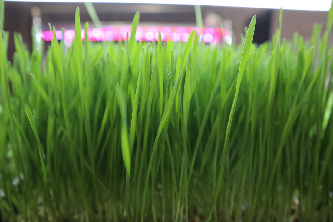 Growing Wheatgrass at Home: An Easy Step-by-Step Guide