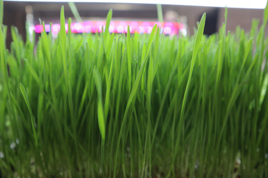 Growing Wheatgrass at Home: An Easy Step-by-Step Guide