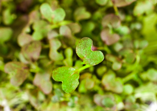 Growing Red Mizuna Microgreens at Home: An Easy Step-by-Step Guide