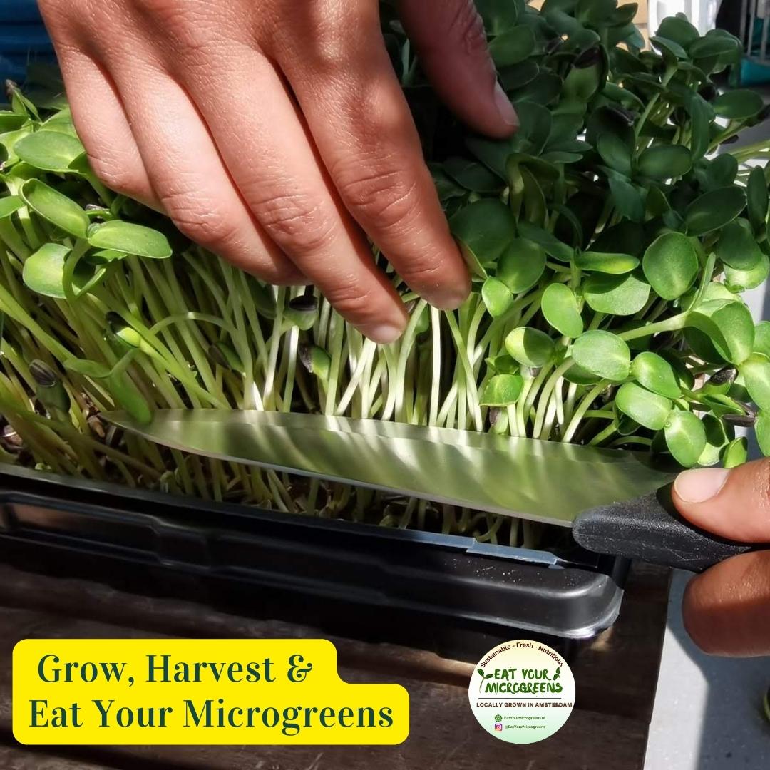 Microgreen Home Kits