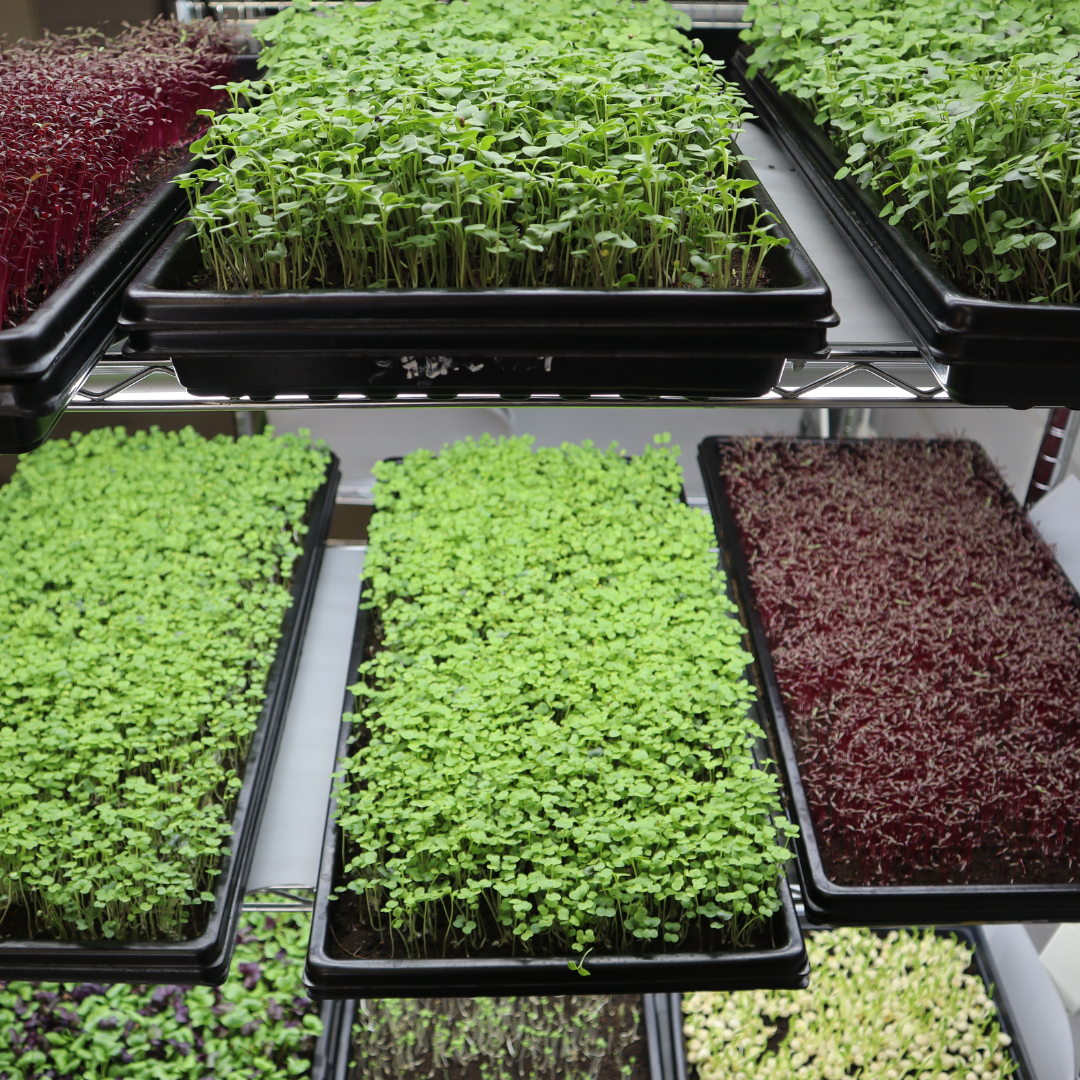 1020 Shallow Tray Set - Build Your Own Microgreen Kit