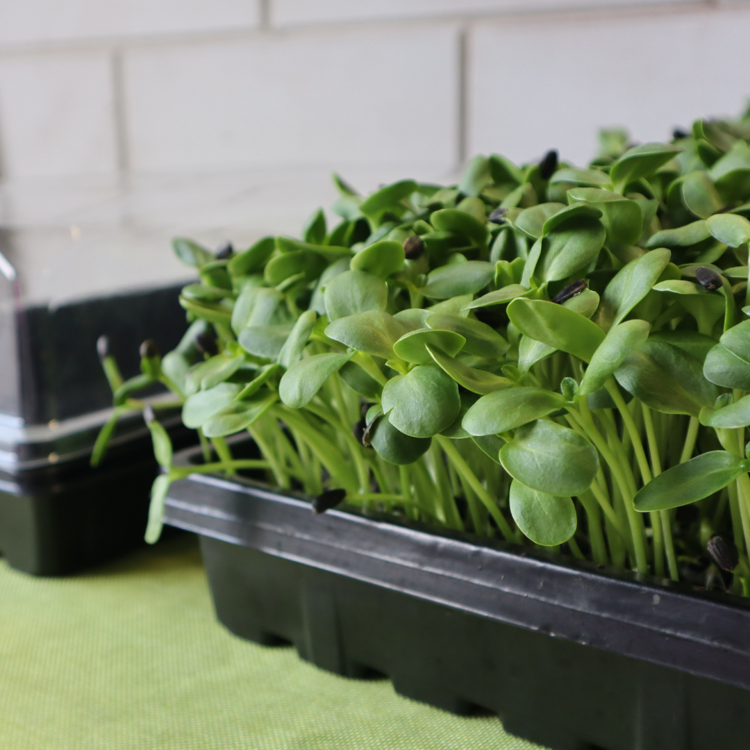 1020 DEEP Tray Set - Build Your Own Microgreen Kit