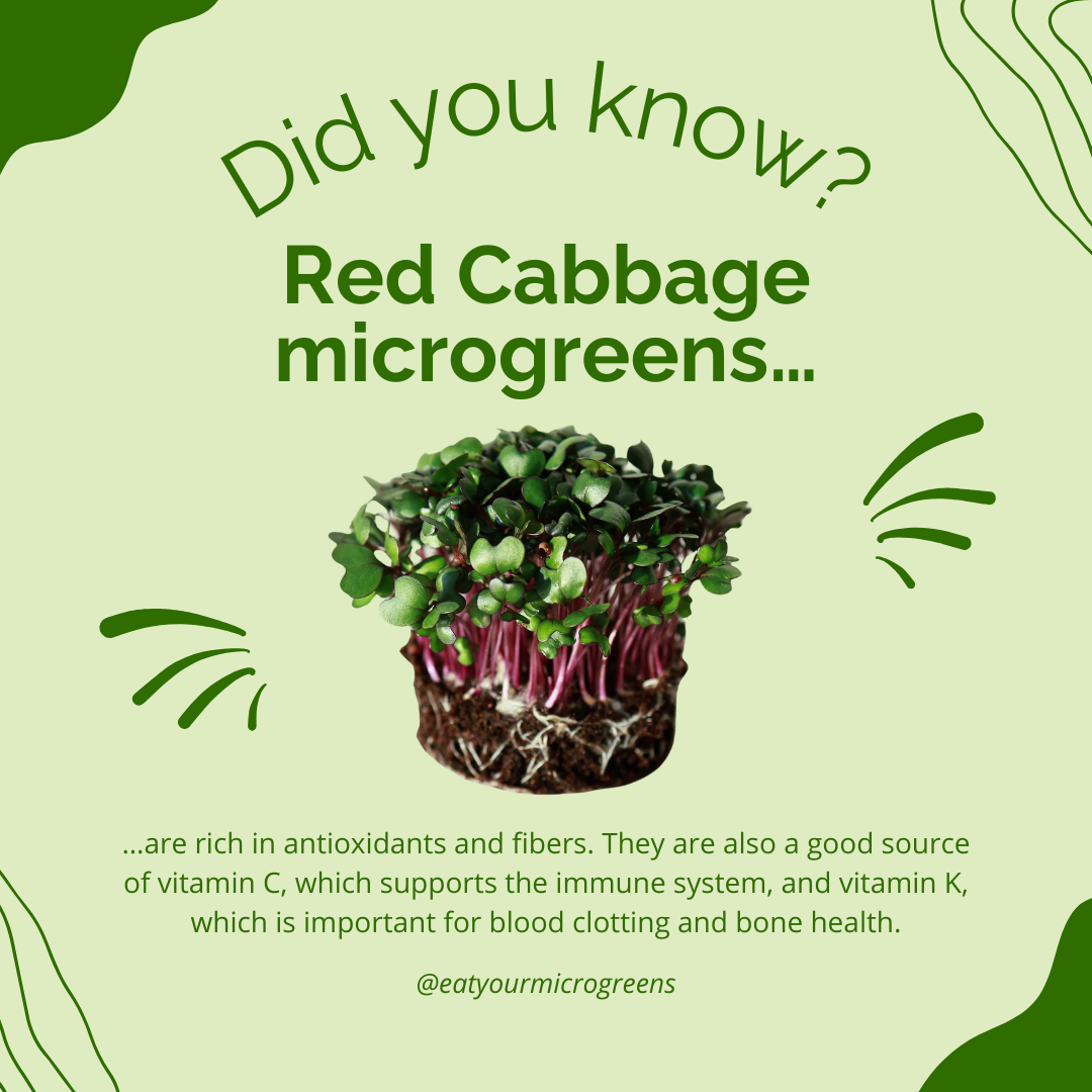 Red Cabbage Seeds