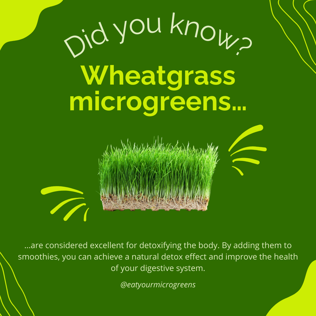 Wheatgrass Seeds