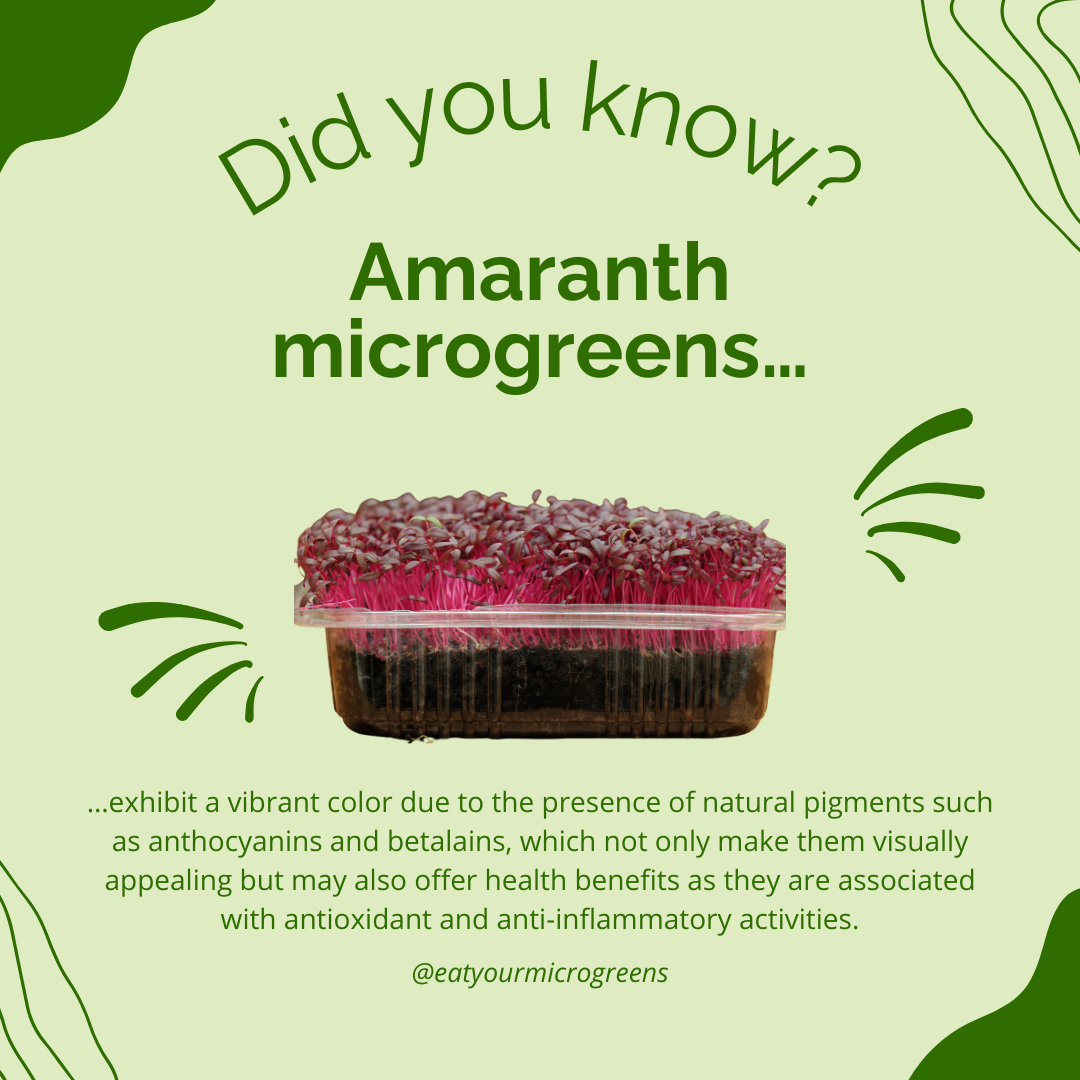 Amaranth Seeds