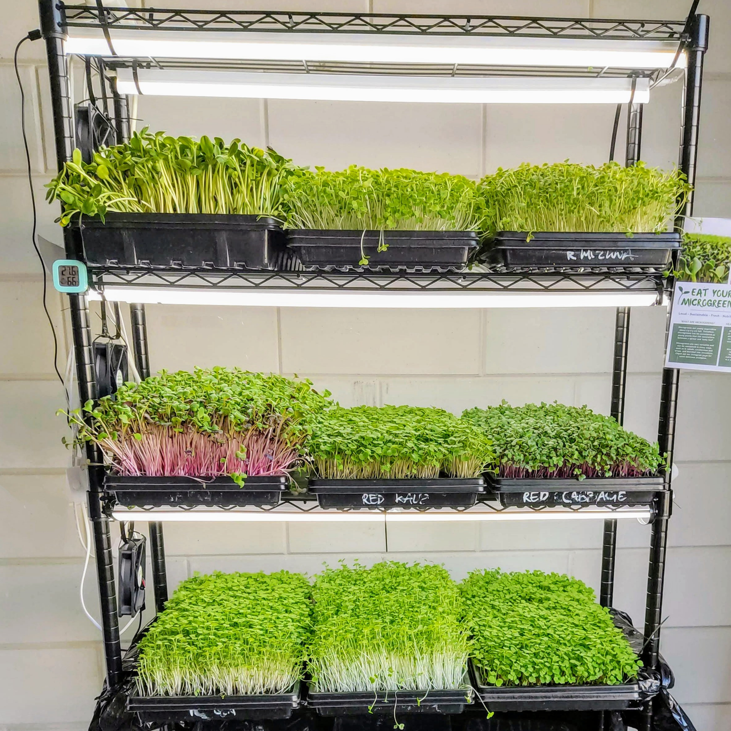 1020 Shallow Tray Set - Build Your Own Microgreen Kit