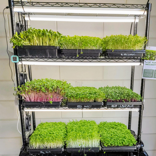 Microgreen Integrated Farm - Verbouw meer dan 10 kg voedsel - Geef uzelf, uw gezin en de gemeenschap meer macht