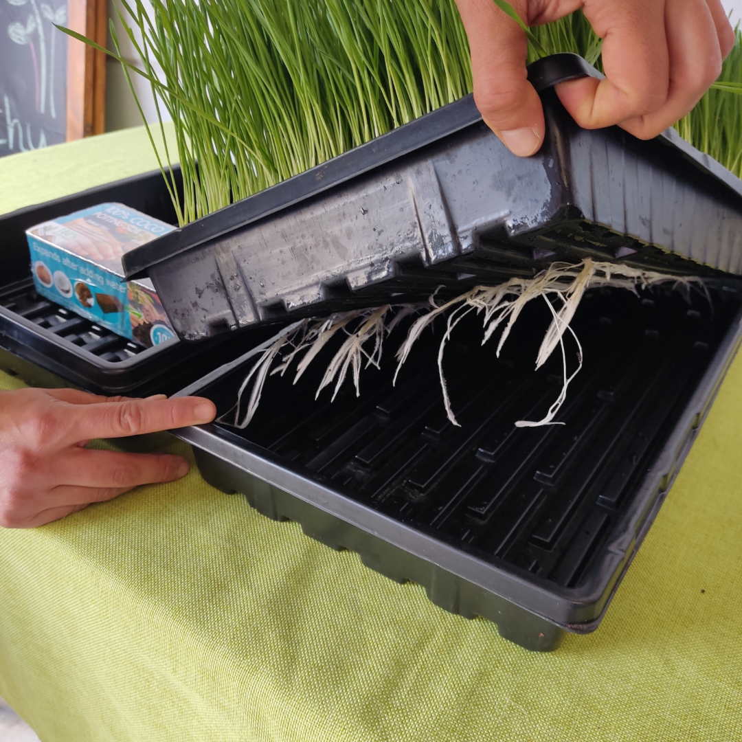 1020 Deep Trays | 1, 5, 10, or 20 Pieces | with holes or without holes