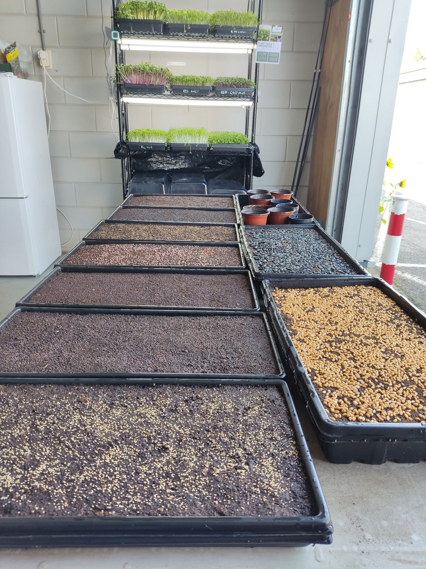 1020 Deep Trays | 1, 5, 10, or 20 Pieces | with holes or without holes