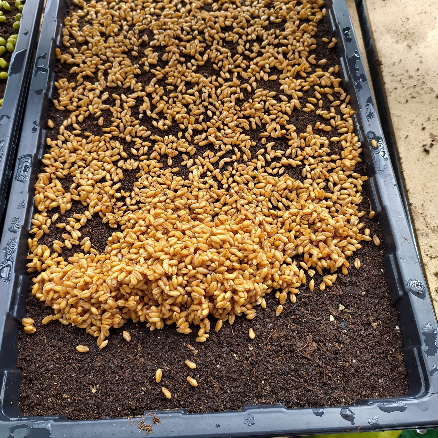 π±π₯€ Microgreens Entrepreneur | Wheatgrass Elixir Kit π±π₯€