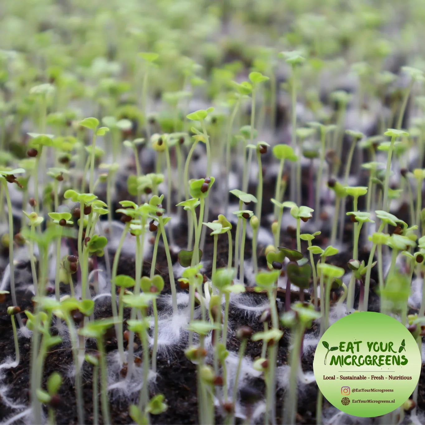 Healthy Salad Microgreens Mix - 3 sizes