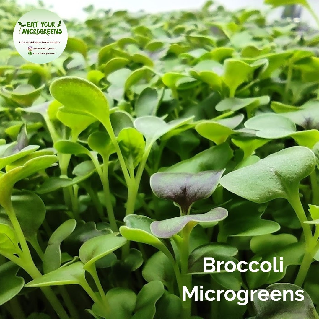 Broccoli Microgreens