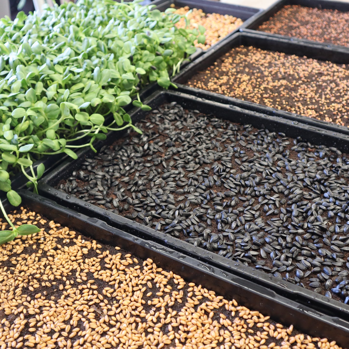 Sunflower Seeds