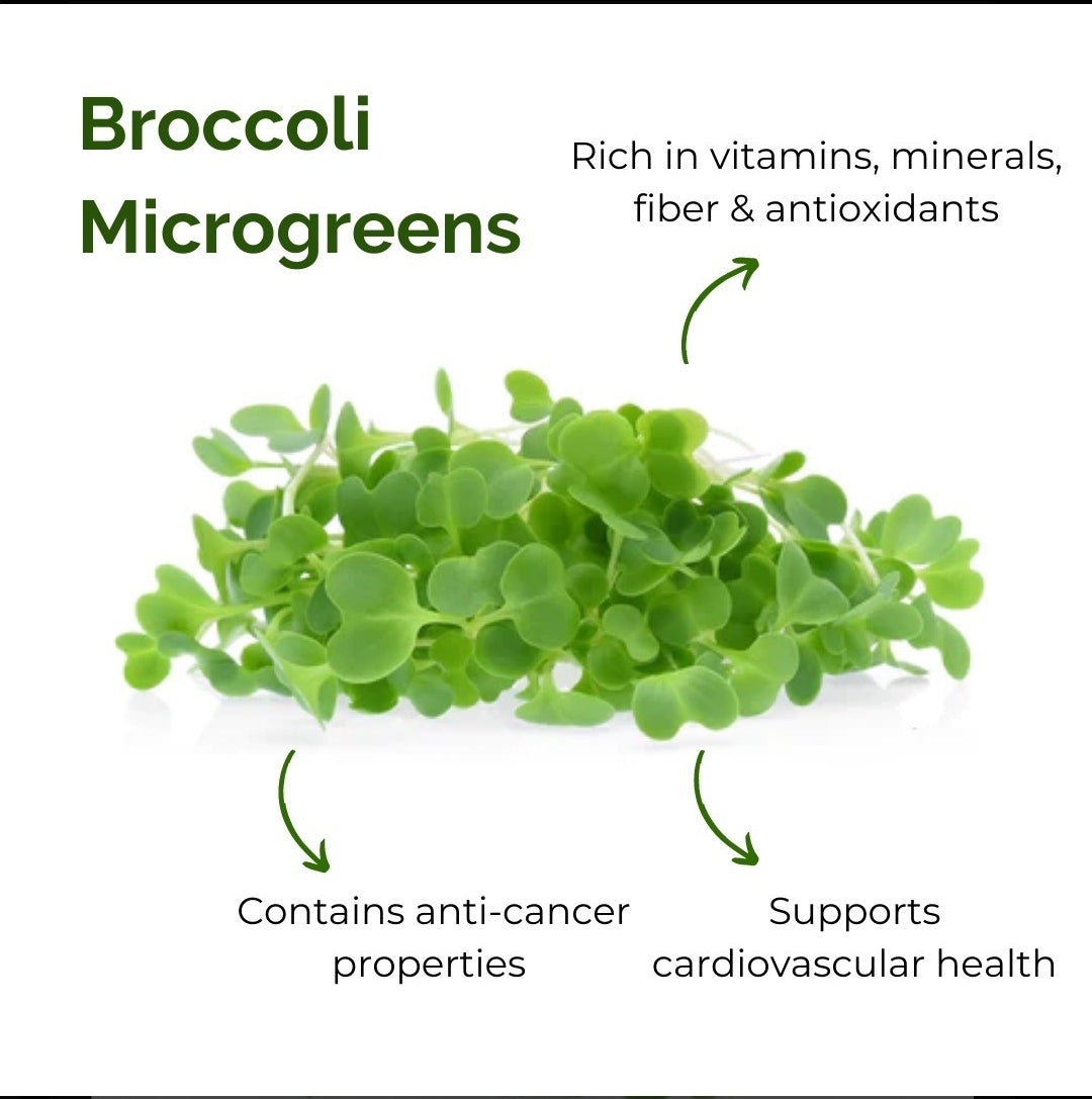 Broccoli Microgreens