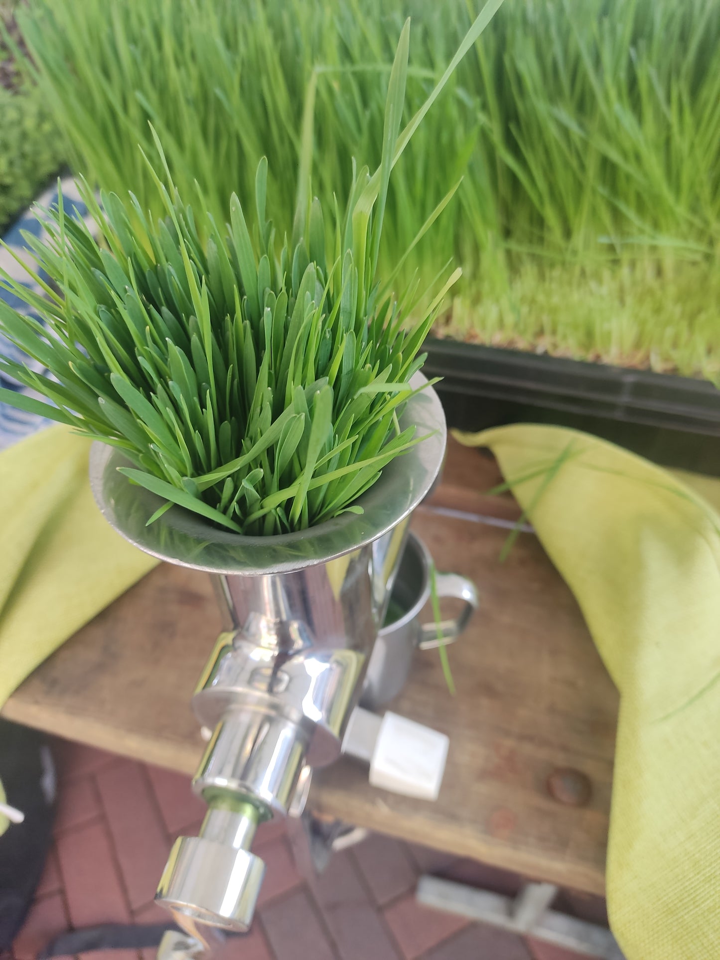 Wheatgrass Seeds