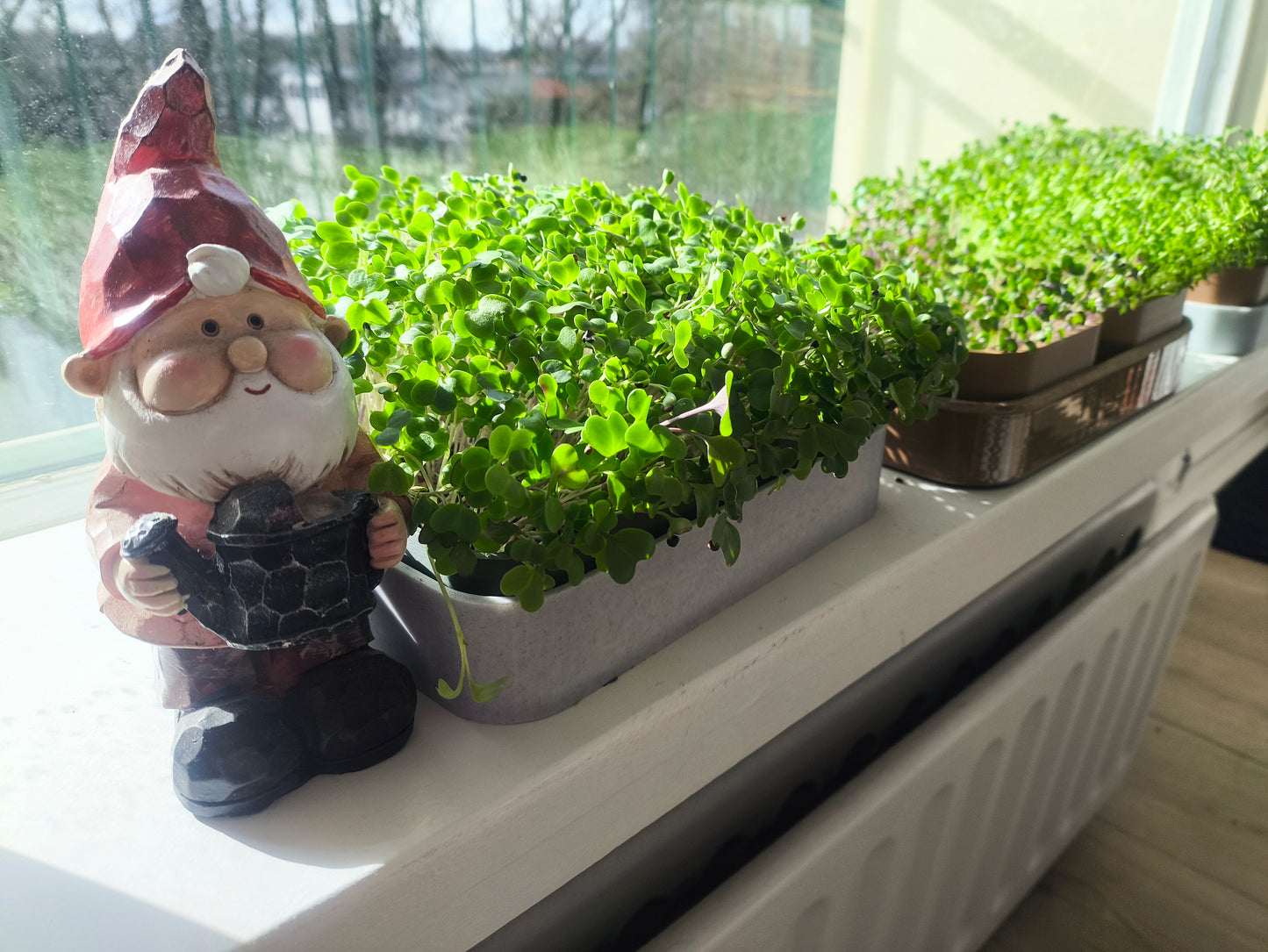 π± Microgreens Table Top Grow Kit π±