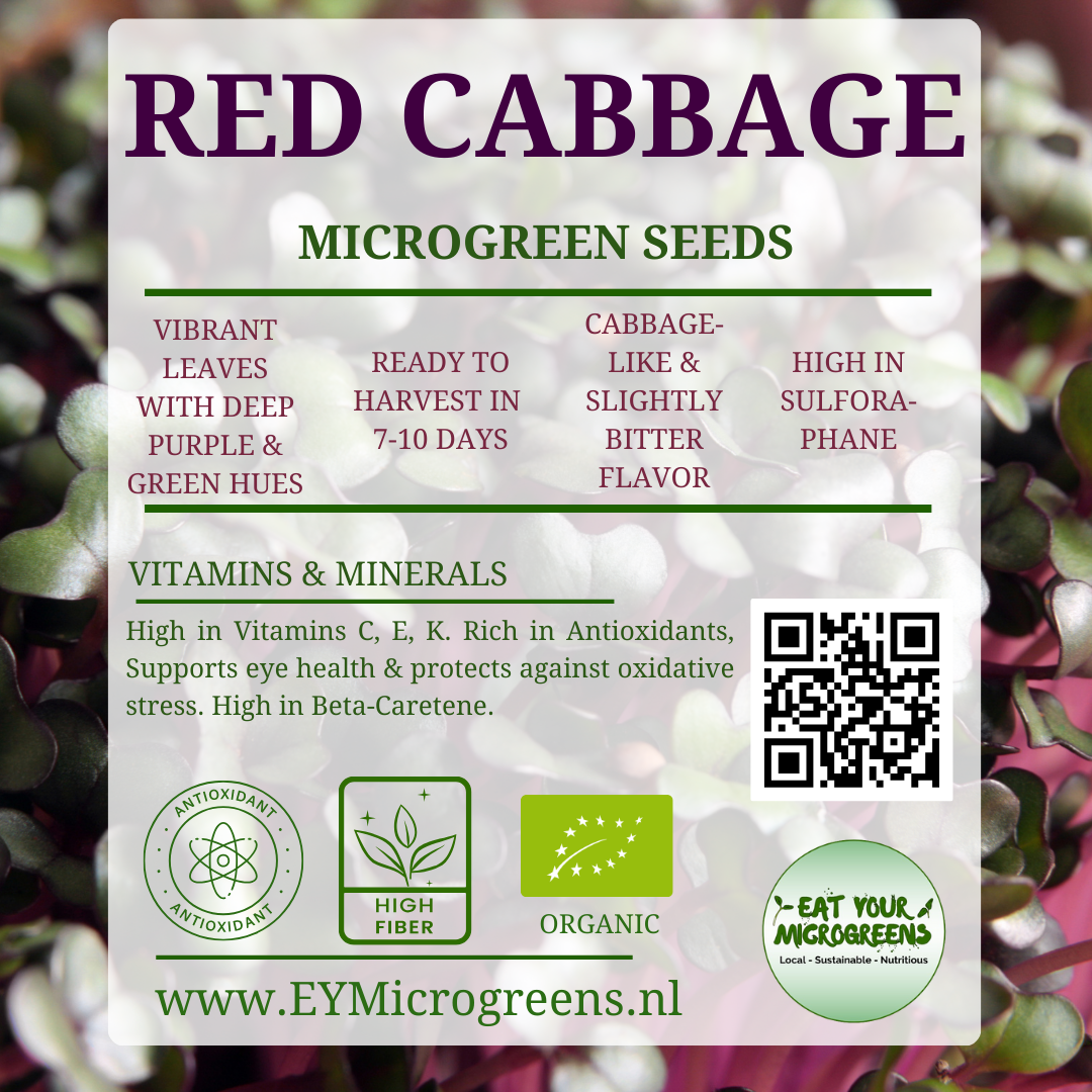 Red Cabbage Seeds