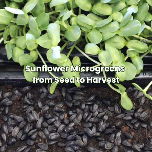 Sunflower Seeds