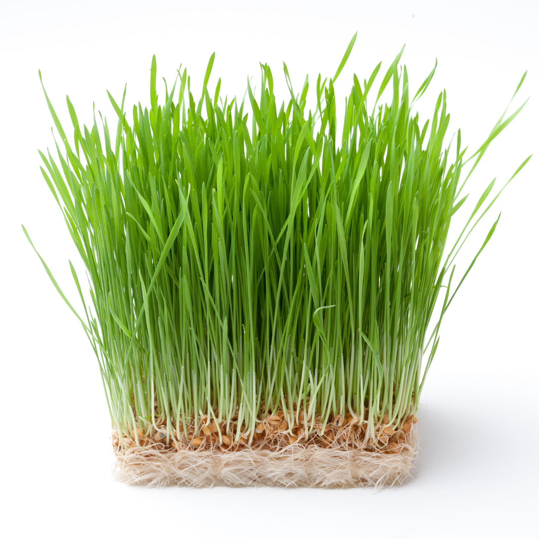 Wheatgrass Seeds