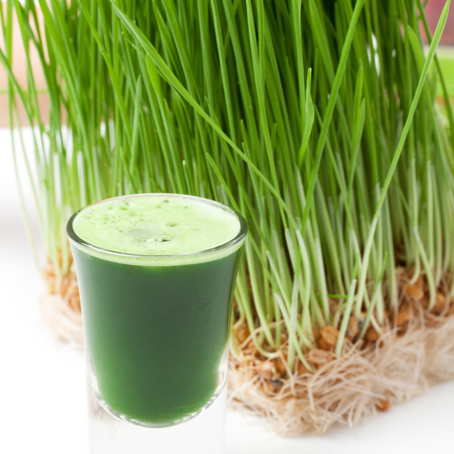 π±π₯€ Microgreens Entrepreneur | Wheatgrass Elixir Kit π±π₯€