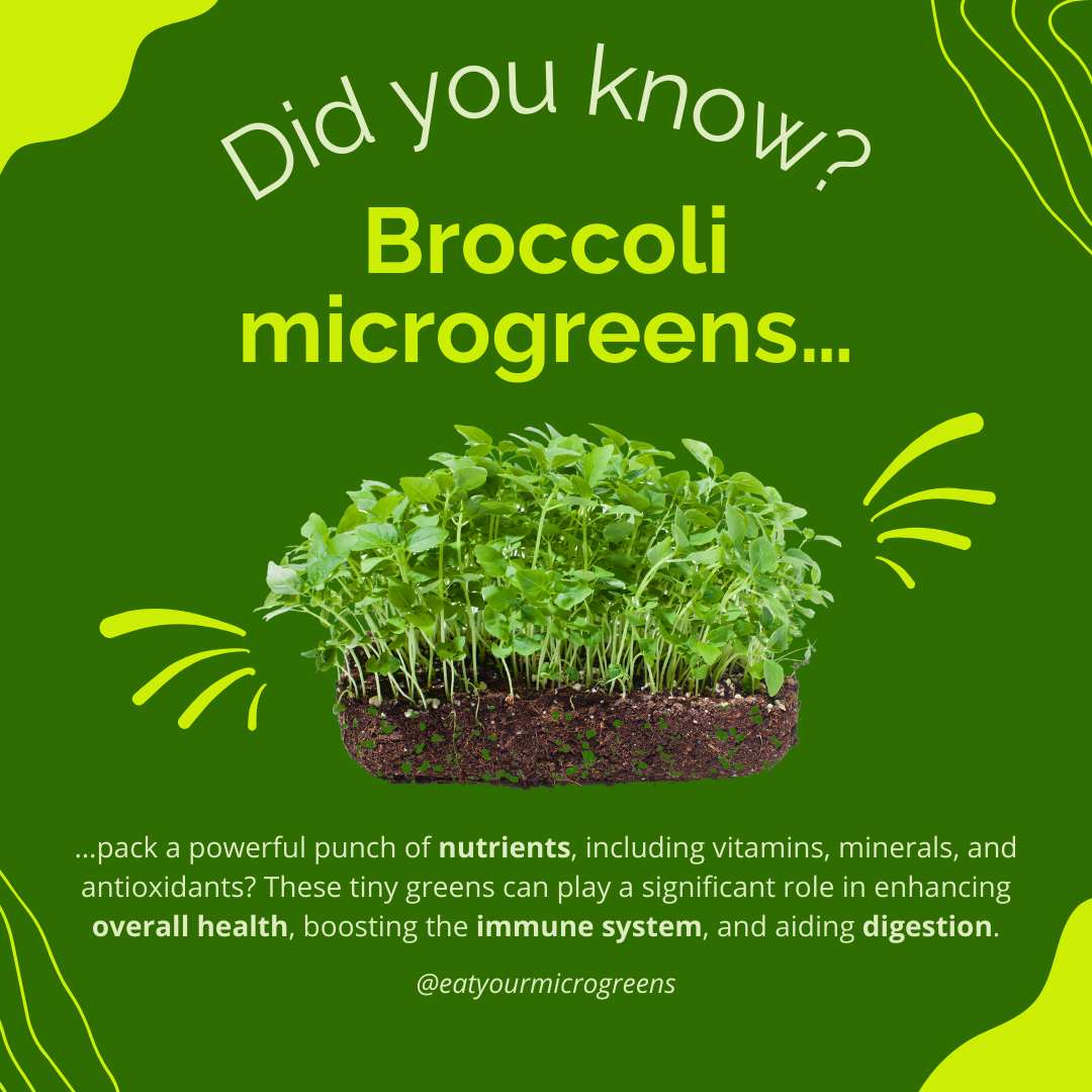 How to Grow Broccoli Microgreens at Home (Step-by-Step Guide)