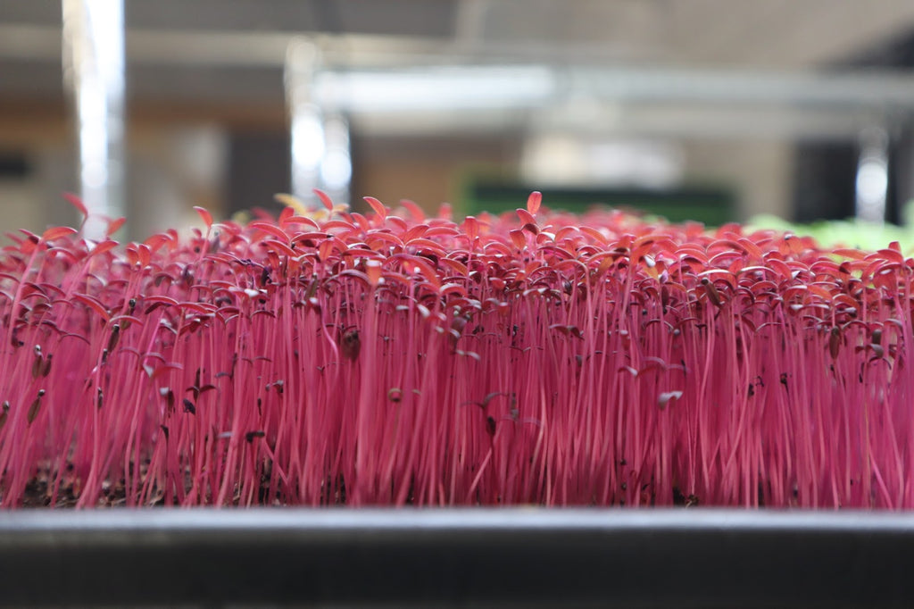 Growing Amaranth Microgreens at Home: An Easy Step-by-Step Guide