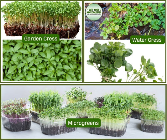 Part 2: Cress vs Microgreen -> Which came first?