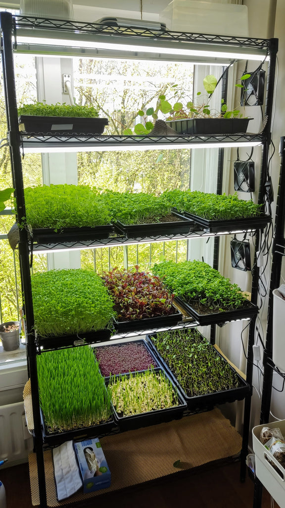 Which types of lights should I use for growing microgreens? Everything you need to know