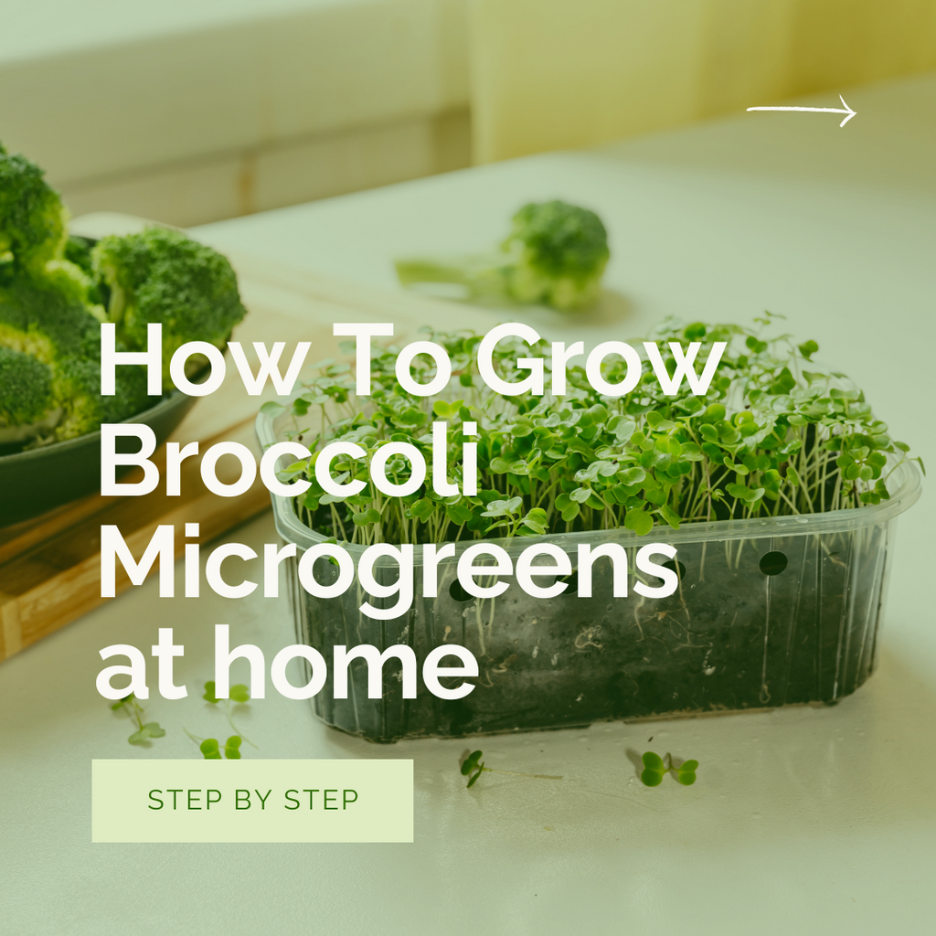 6 Easy Steps to Successfully Grow Healthy Broccoli Microgreens at Home