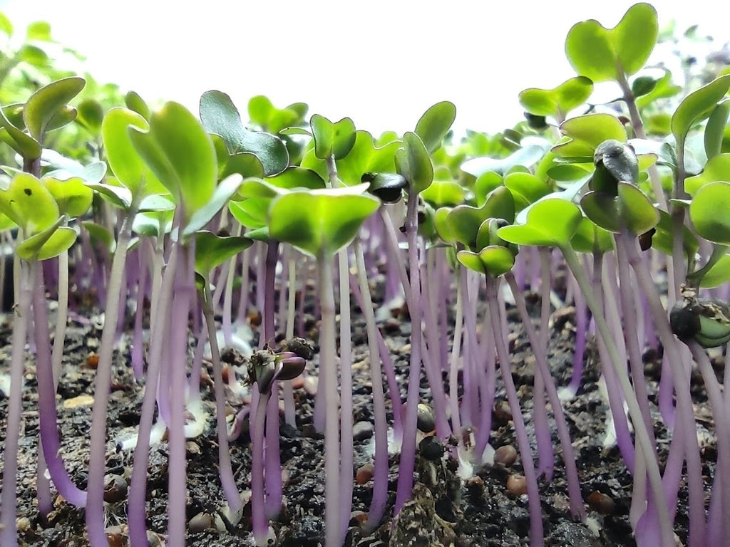 Growing Red Cabbage Microgreens at Home: An Easy Step-by-Step Guide