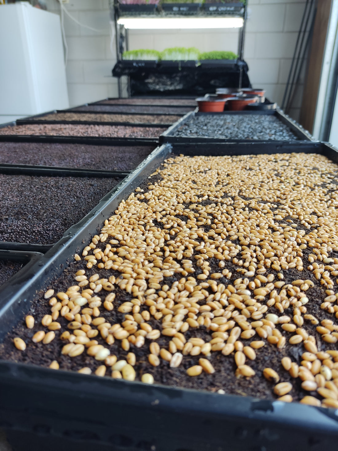 Greening the Future: Empowering Sustainable Microgreens Cultivation