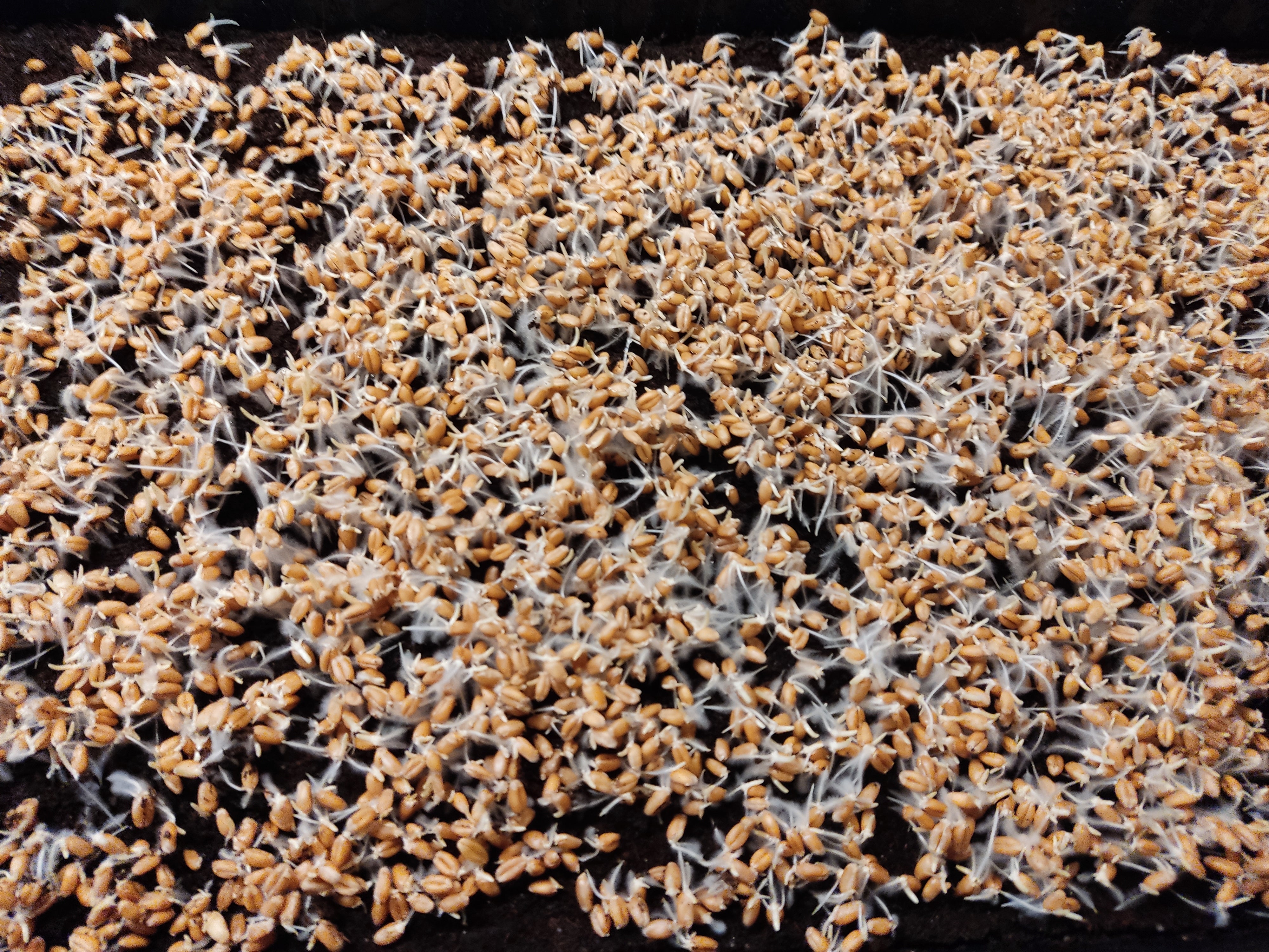 Root Mat Mold Distinguishing Mold from Root Hairs: Understanding the Difference – Eat ...