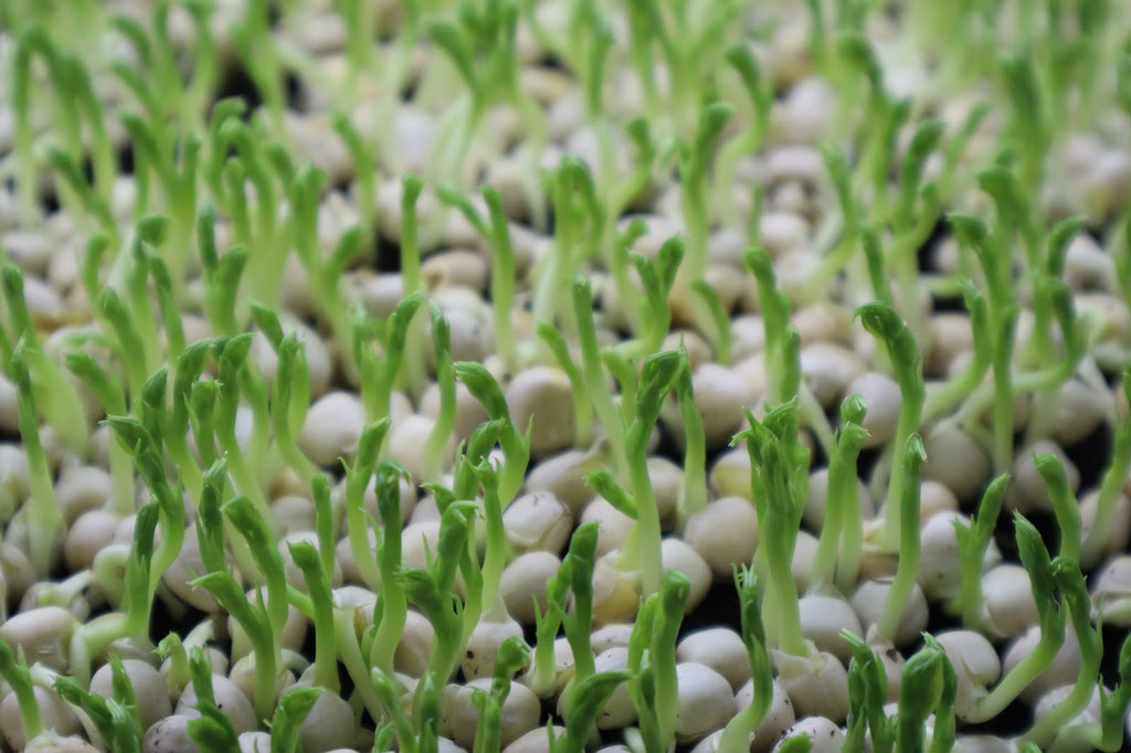 Growing Pea Microgreens at Home: An Easy Step-by-Step Guide