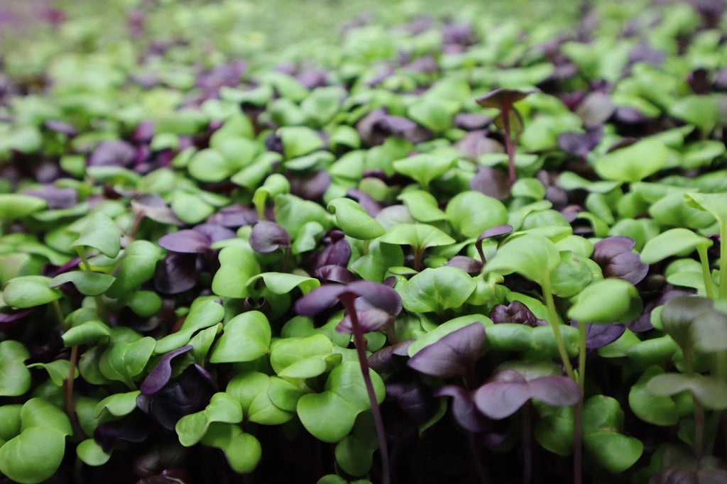 Growing Radish Microgreens at Home: An Easy Step-by-Step Guide