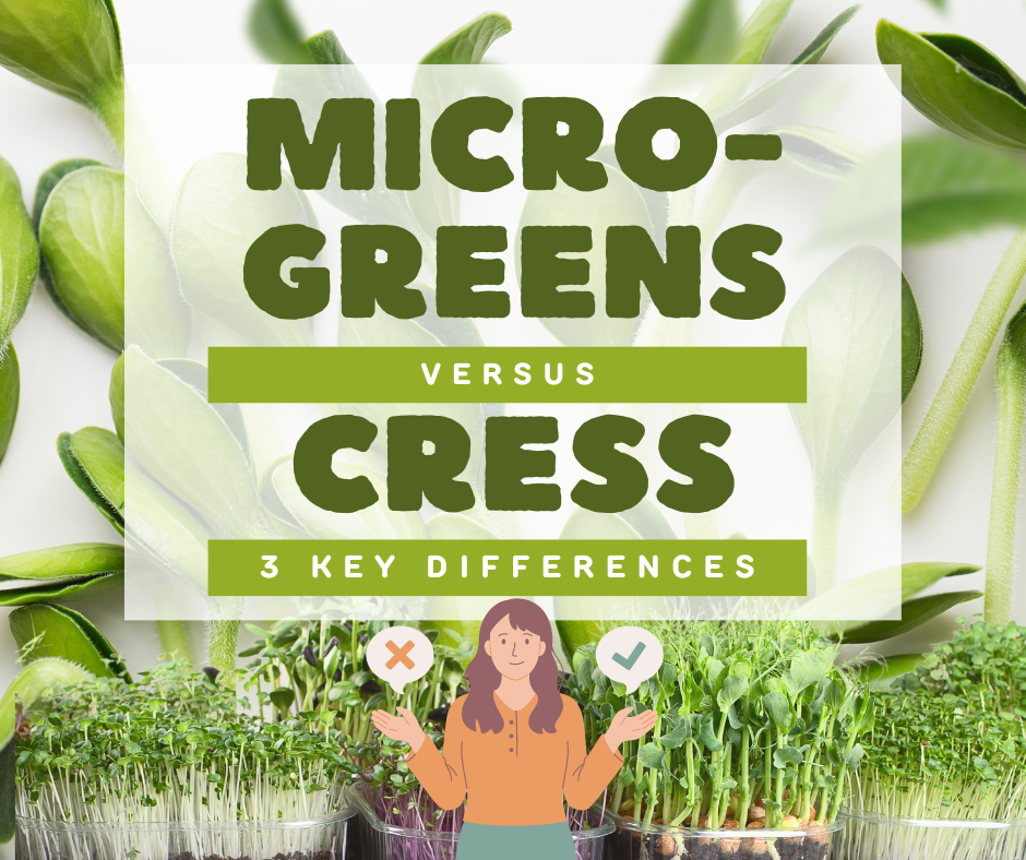 Entdecken Sie die 3 Hauptunterschiede zwischen Microgreens und Kresse