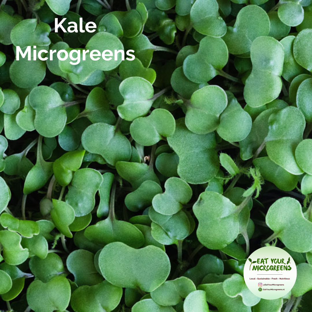 Growing Red Kale Microgreens at Home: An Easy Step-by-Step Guide