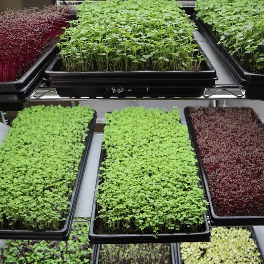 The Benefits of 1020 Microgreen Trays