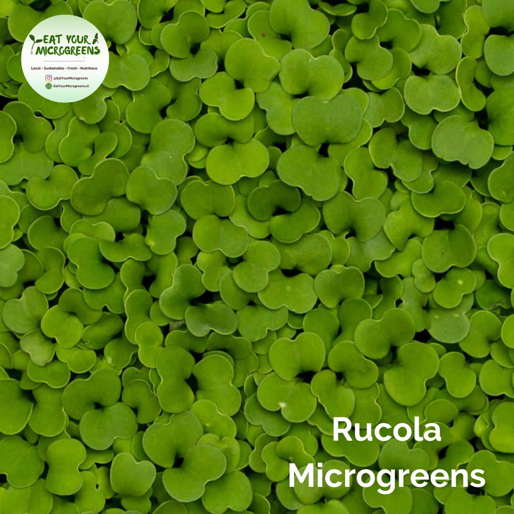 Growing Arugula (Rucola) Microgreens at Home: An Easy Step-by-Step Guide