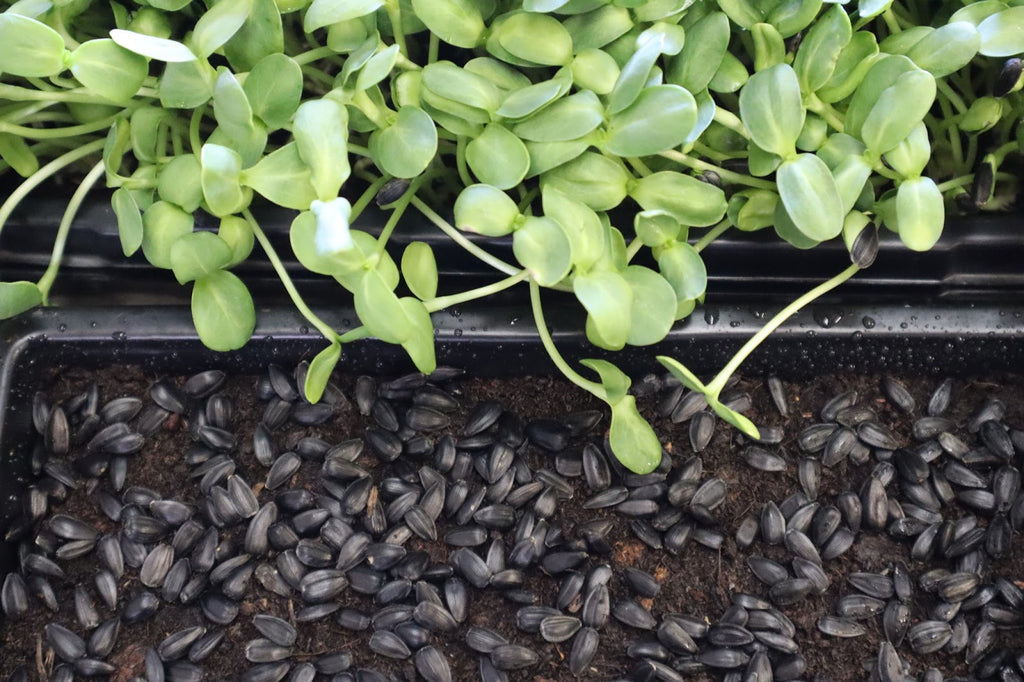7 Easy Steps to  Successfully Grow Sunflower Microgreens