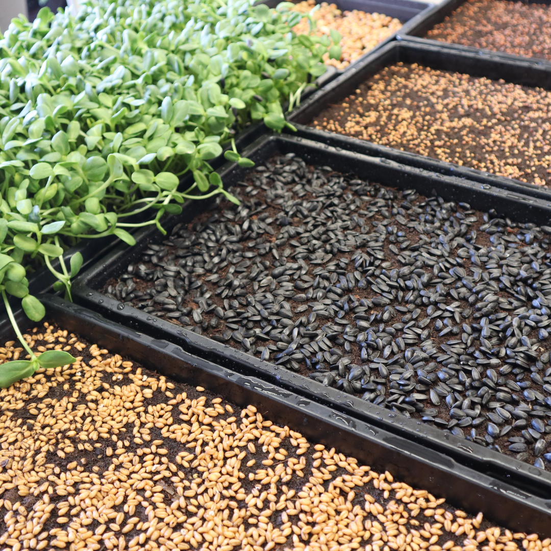 Microgreen Seeds