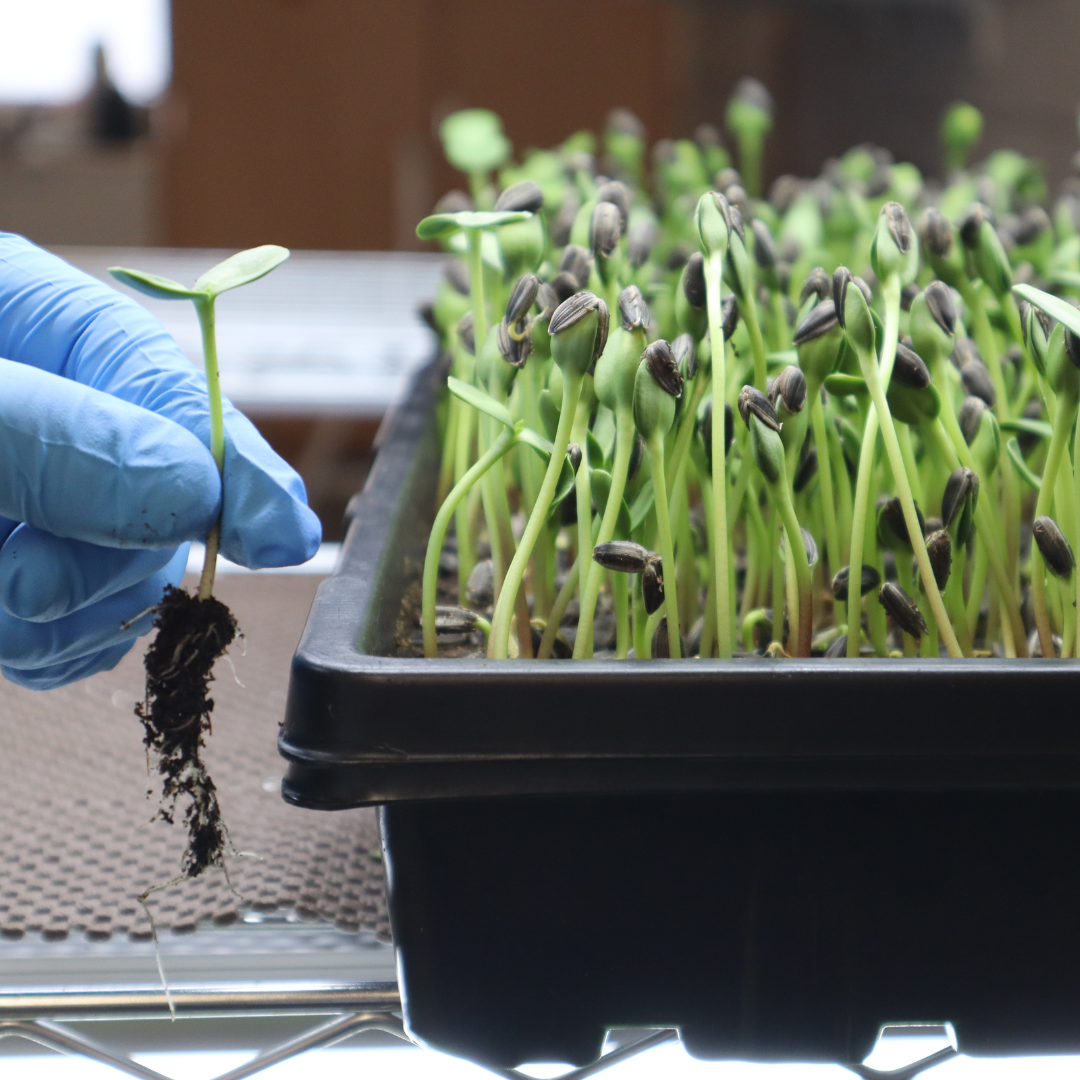 1020 DEEP Tray Set - Build Your Own Microgreen Kit
