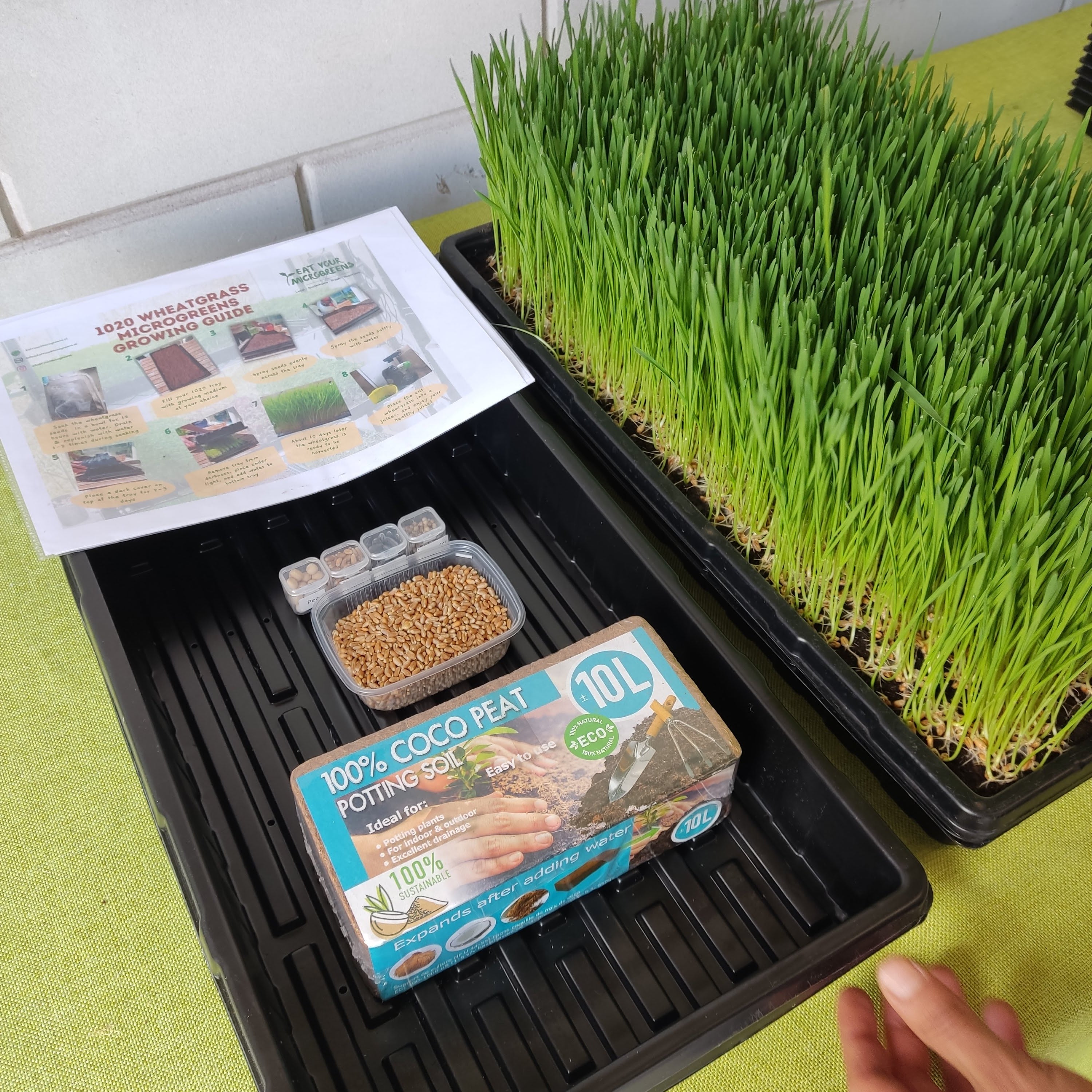 1020 Microgreen Tray Kit (2 Trays + Dome + Seeds + Soil/Hemp/Coco + Guide)