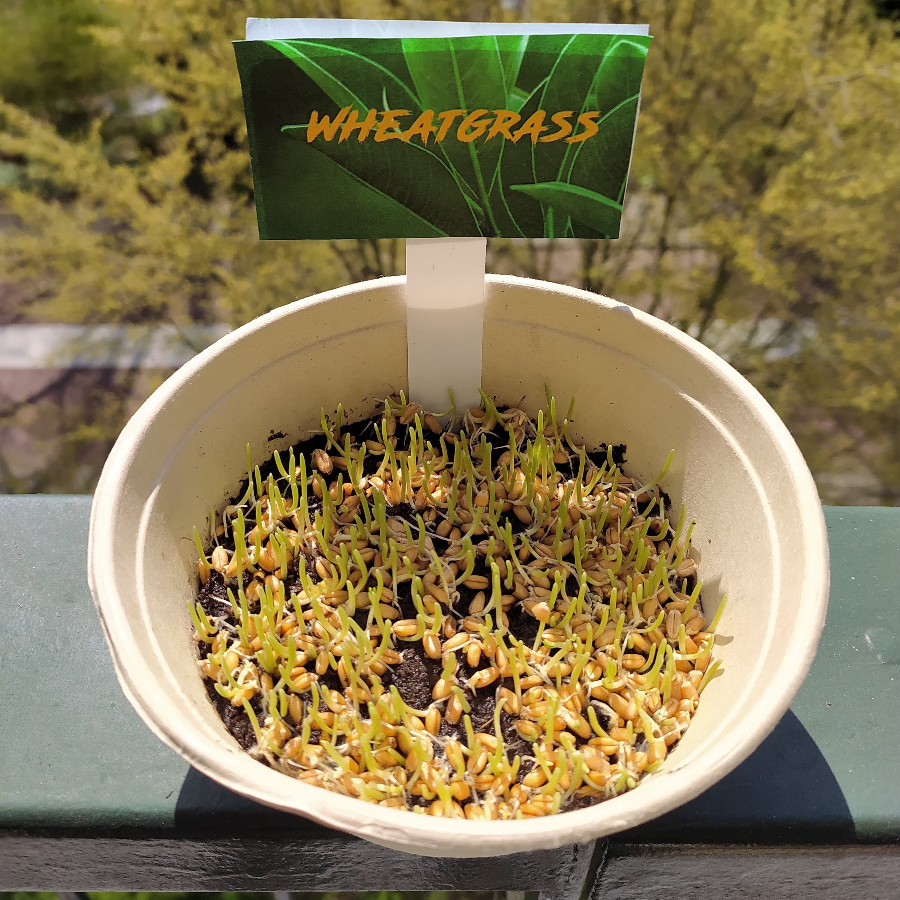 Wählen Sie Ihre eigenen Microgreen-Samen