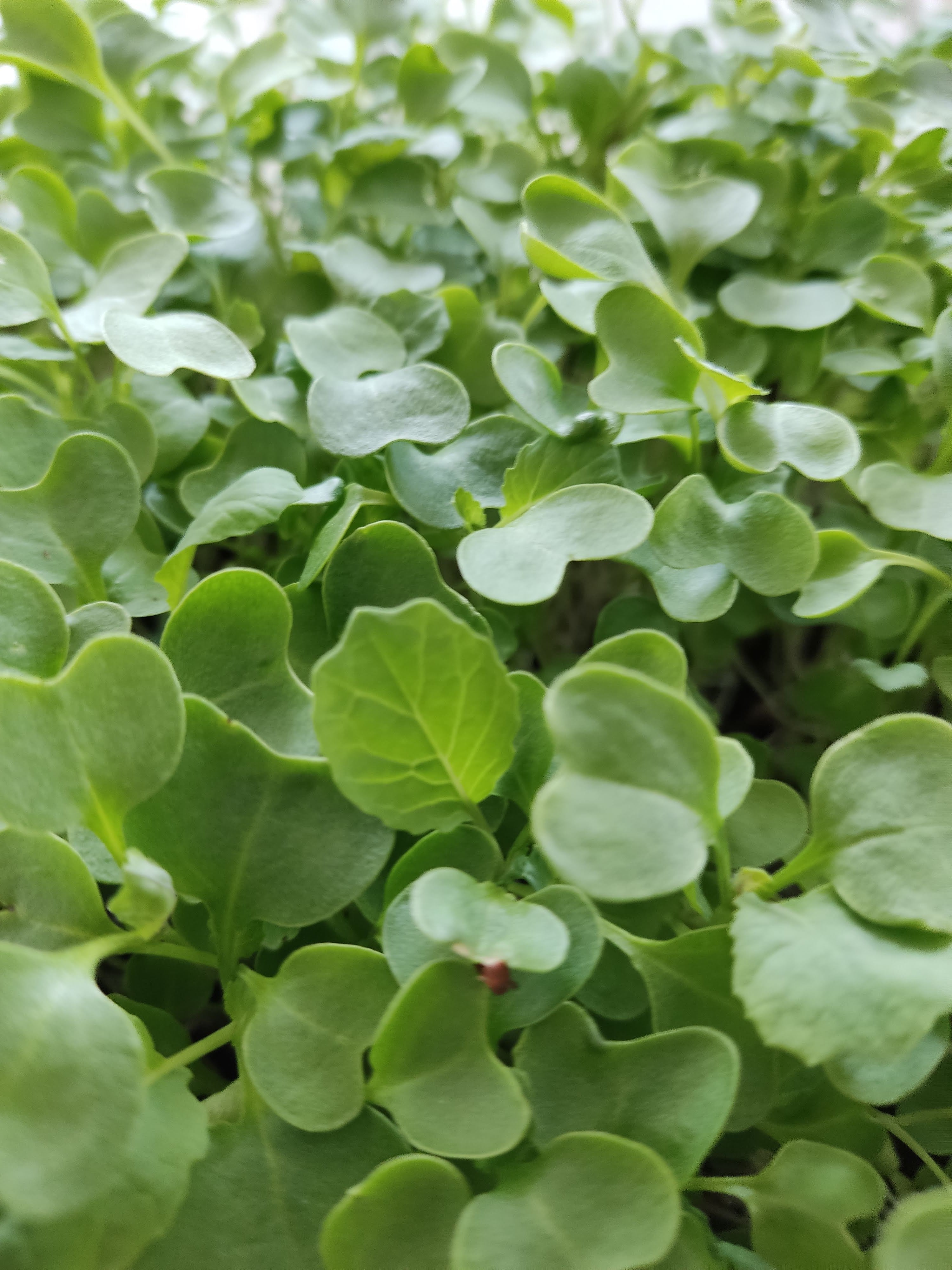 Choose Your Own Microgreen Seeds