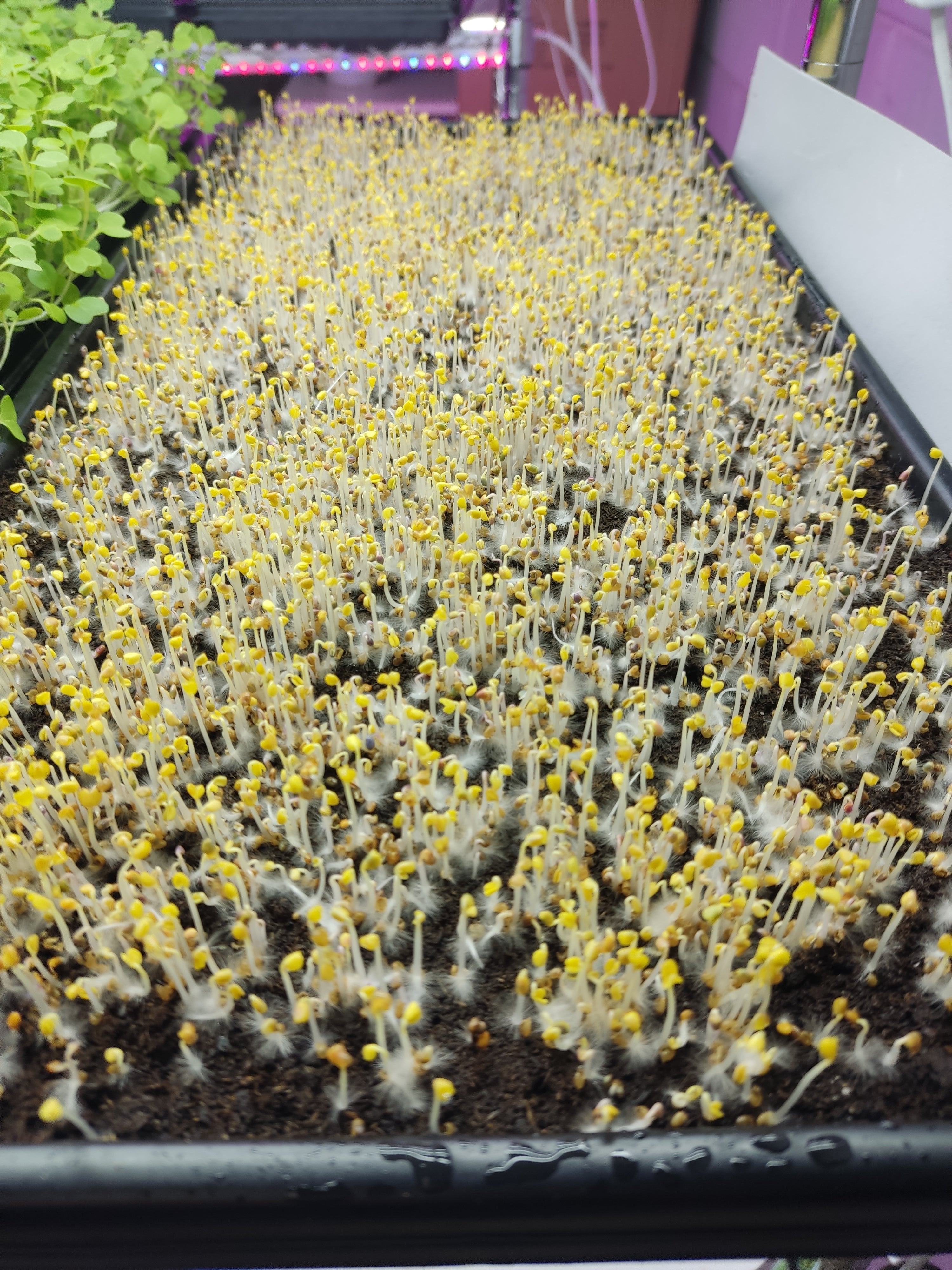 1020 Microgreen Shallow Grow Tray (2 varianten)