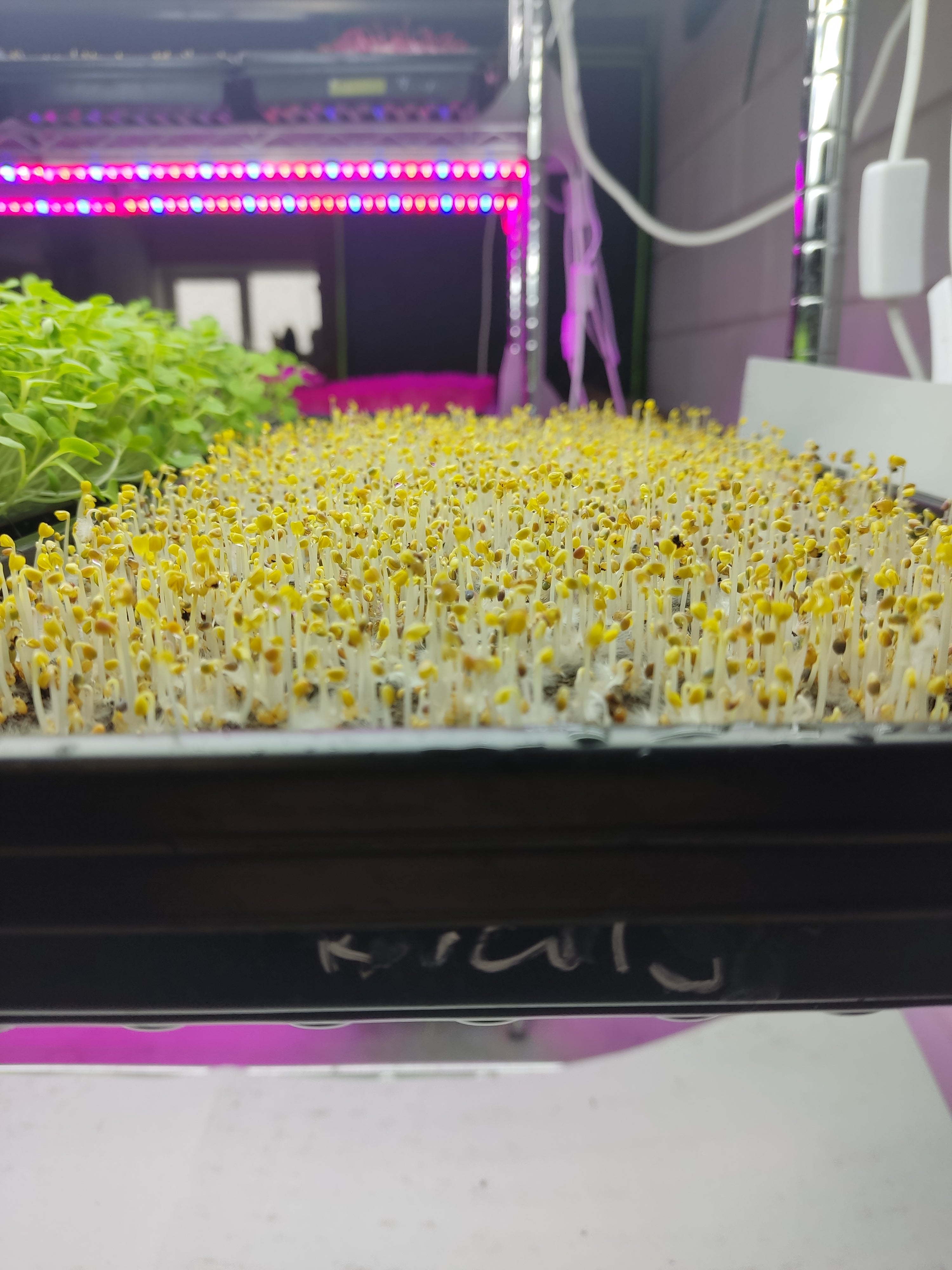 1020 Microgreen Shallow Grow Tray (gaten of geen gaten) - 3 mm dik, extra duurzaam