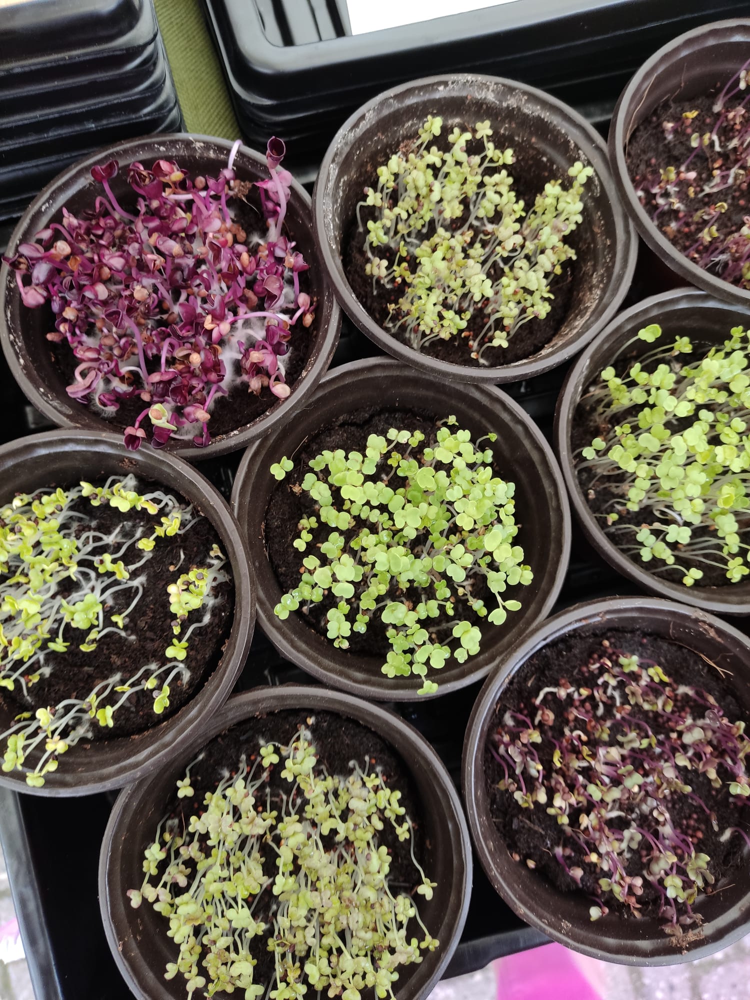 Wählen Sie Ihre eigenen Microgreen-Samen